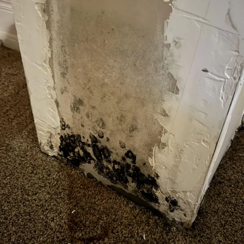 Professional Mold Removal in New Market, VA